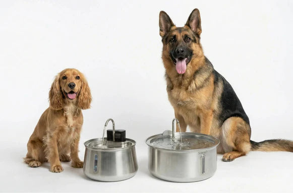 Dog Water Fountain