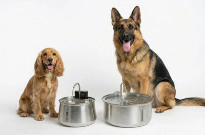 Dog Water Fountain